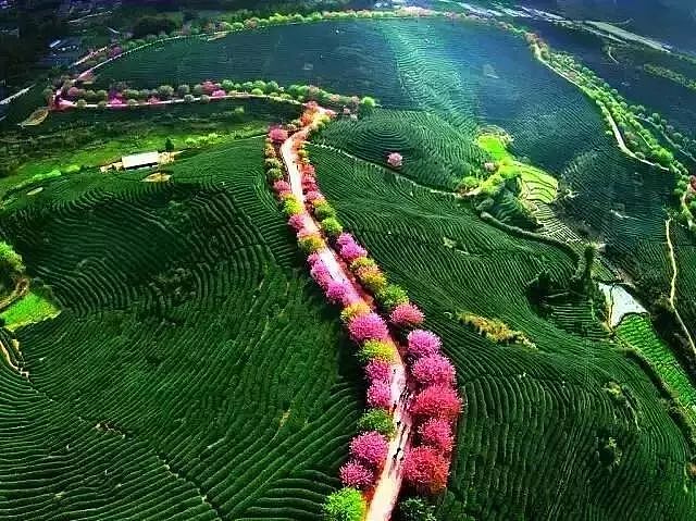 世界最大樱花园，竟就在中国福建！比日本大5倍，是阿里山的10倍美！ - 4