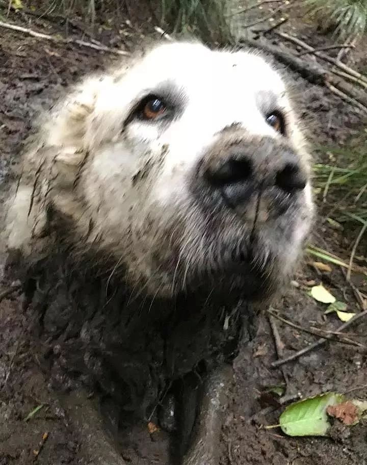 大白熊被困沼泽地，而救了它的英雄，竟是一只狗狗！ - 1