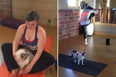 米国这家瑜伽教室推出的瑜伽课程，在猫老师的教导下，大家都... - 1