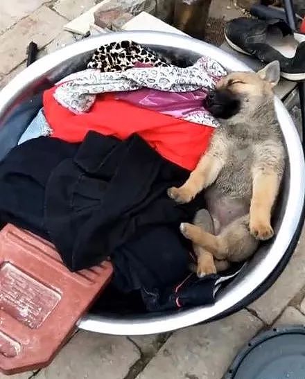 主人准备洗衣服小狗却躺进去避暑，还盘着腿睡的肆无忌惮，网友：一起洗了..... - 1