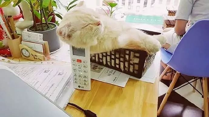 这只猫非常喜欢躺在这个小篮子里睡觉，主人怕它睡得不好，于是... - 3