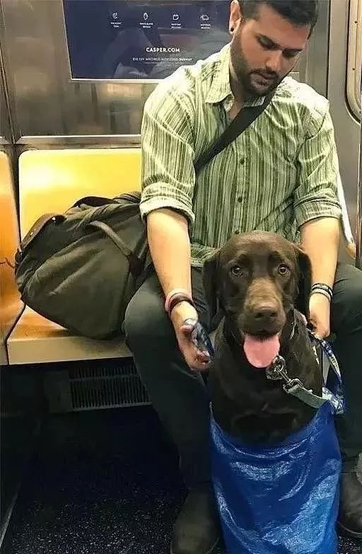 把狗装起来就能乘地铁！可这只萨摩耶却被拦了下来，原因是... - 7