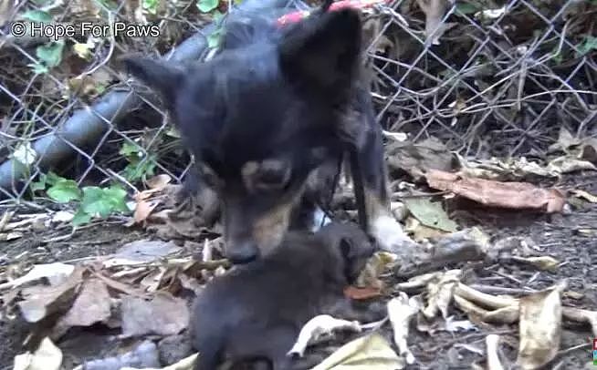 狗妈妈带着6只宝宝生活，生人靠近时它拼死保护，“不要碰我的孩子” - 4