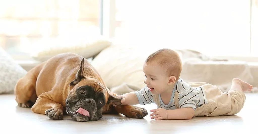 世上有一种爱叫：当宠物狗遇上小Baby - 10