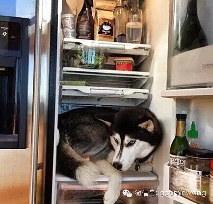 今日热点：把狗狗装进冰箱，总共分几步？ - 8