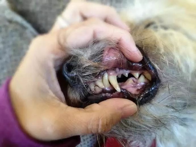 给那些偷懒不给狗子刷牙的铲屎官一次救赎，一个疗程治疗牙结石！ - 3