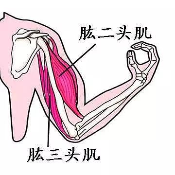 超实用的肱二头肌、肱三头肌拉伸方法及联合训练 - 1