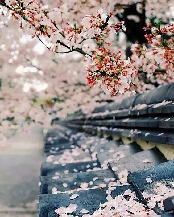 何必远赴日本，中国这8个超浪漫赏樱地，最便宜6元就可出发！ - 44