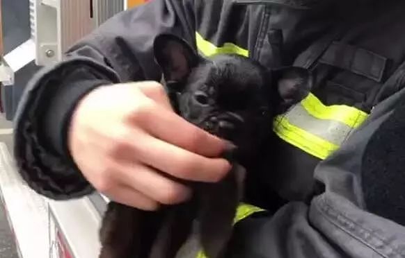 正能量！宠物店起火，消防员们为20多只猫狗做心肺复苏！ - 9