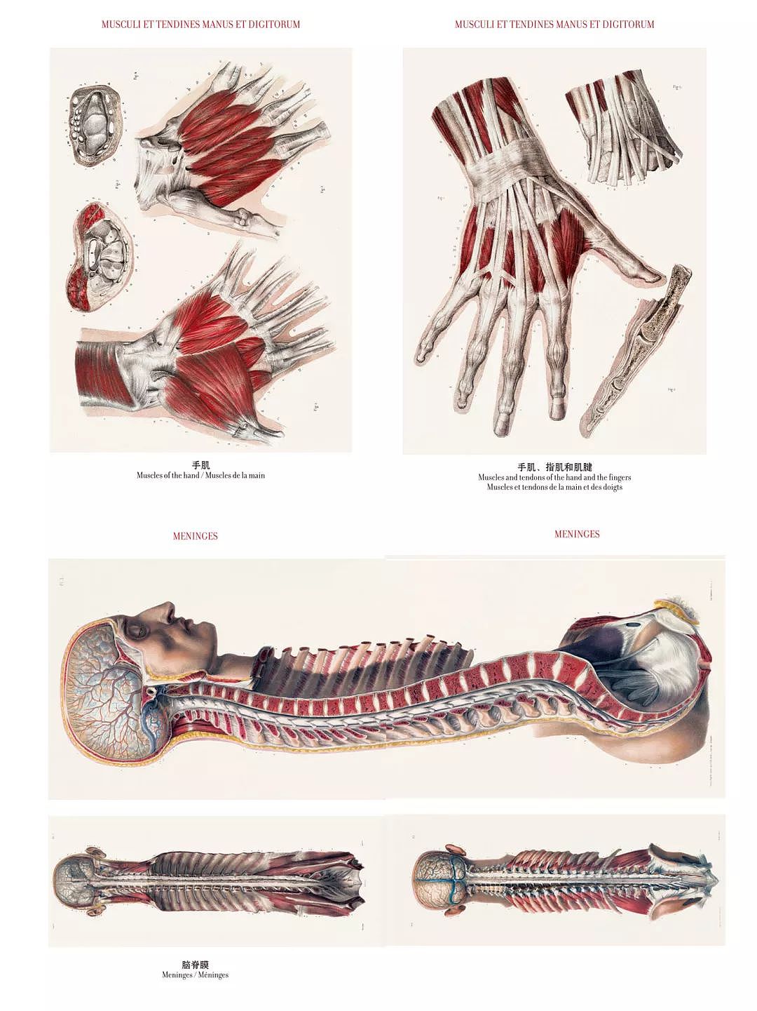 果壳人体解剖“博物馆”迎来新藏品！可以吃的那种～ - 19