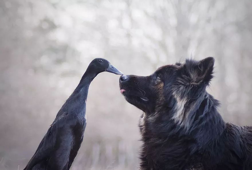 狗狗跟鸭子的友情，也令人动容 - 5