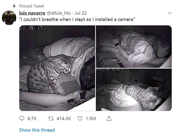 铲屎官睡觉常常觉得呼吸困难，装了摄像头发现真相居然是…… - 1