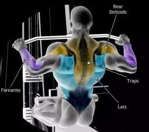 一组关于背阔肌部的训练图片。 - 8