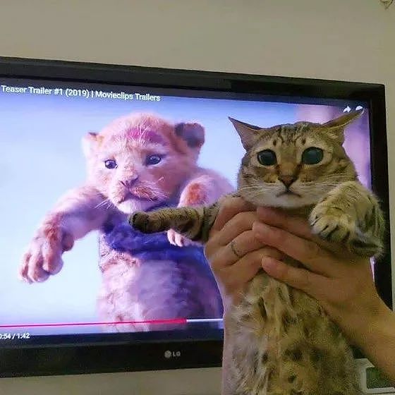 狮子王一上映，众网友纷纷拿自家猫COS，这些画面太搞笑了！ - 3