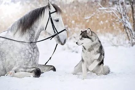 主人拍摄下哈士奇跟马在雪地里的合照，简直美爆了.... - 4