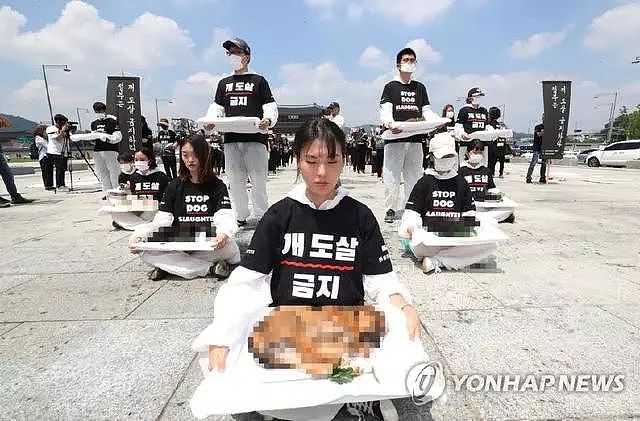 韩国最大狗肉市场要关闭了，超过80只狗狗从市场获救… - 8