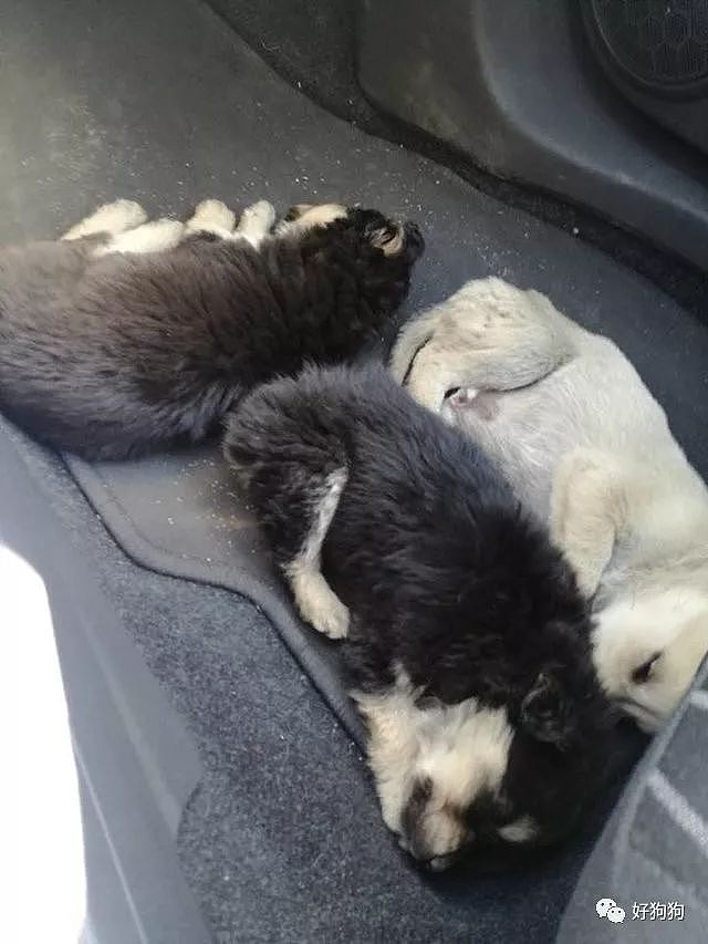 一小哥在开车回家的高速公路上，幸运地遇到3只可爱的小奶狗！ - 3