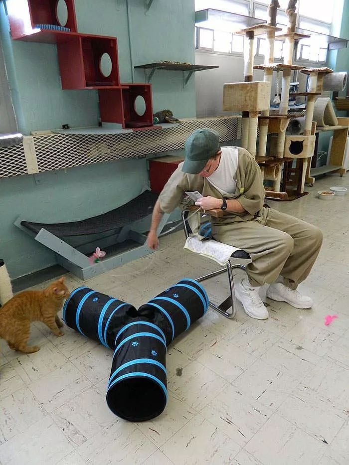 这所监狱让受刑者照顾流浪猫，奇妙的化学反应就此产生！ - 3