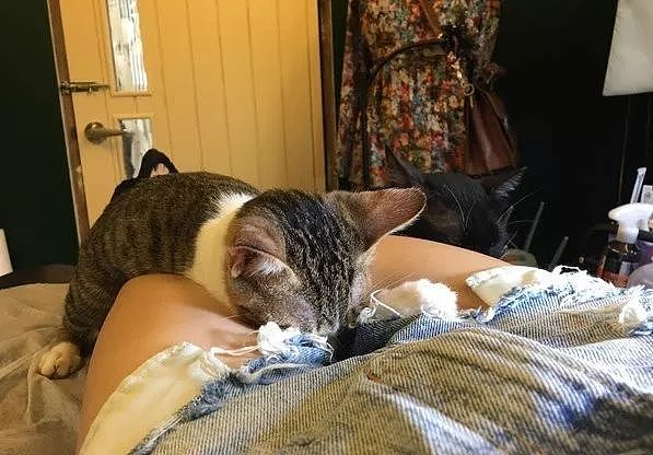 纹身店的猫咪，一有客人来，就喜欢躺在客人腿间睡觉，好不正经！ - 6