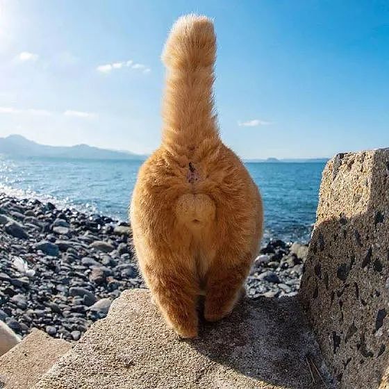 推主看到海边上有一只猫，于是就一路跟踪拍它的蛋蛋，被发现后... - 2