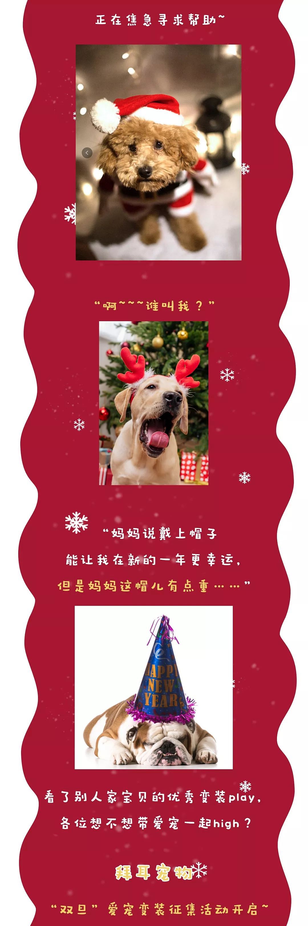 当你还在想怎样安心过圣诞的时候，人家的狗已经在装饰圣诞树了！ - 17