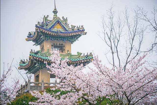 何必远赴日本，中国这8个超浪漫赏樱地，最便宜6元就可出发！ - 28