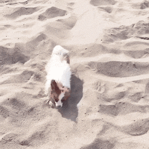 狗子在沙滩花式挖沙，这波操作必须保送蓝翔！ - 1