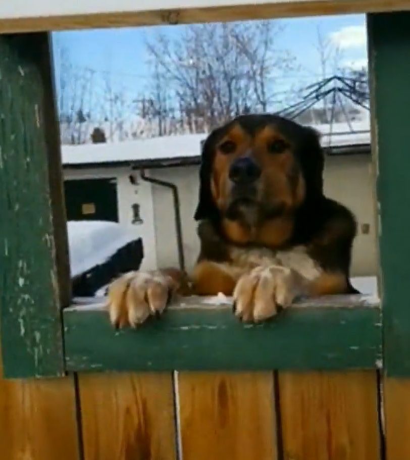 很喜欢狗但房东不让养，邻居为了让她撸到狗，在围栏上开了个窗... - 4