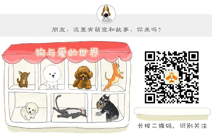 网友拍到上海虹桥机场的检疫犬，中途还稍稍偷了一下懒... - 1