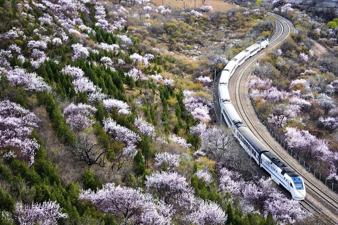 何必远赴日本看樱花？北京这趟开往春天的小火车，下周发车！ - 12