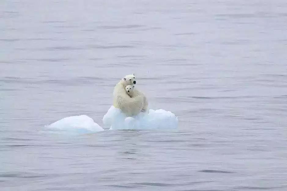 当最后一只北极熊死去：也许，我们终将见证人类末日 - 12