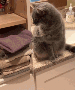 这只猫的爪不小心勾了一条毛巾掉地上，竟觉得挺好玩，于是就... - 1