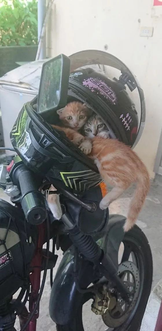 一早拿摩托车时，安全帽却被几只小猫霸占，其中一只屁屁还外露！ - 1