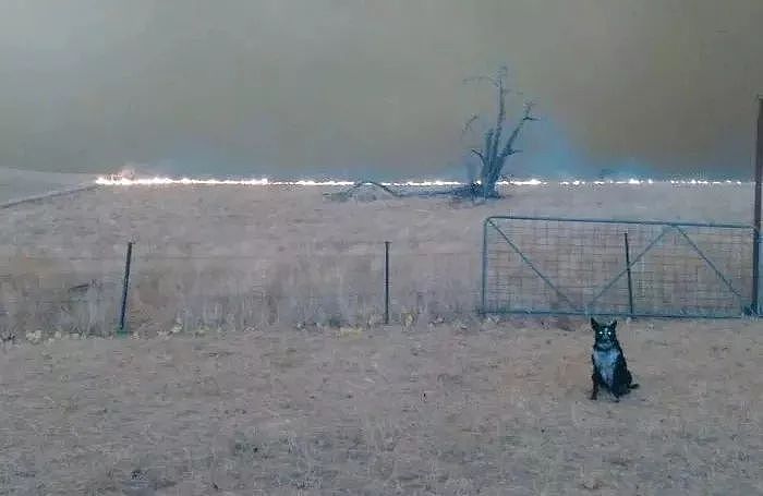 澳洲大火中，这只狗成了全网称赞的英雄 - 7