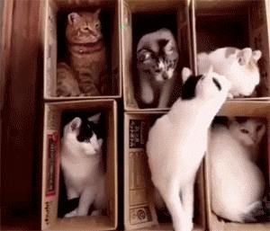 主人给6只猫做了2层纸盒窝，以为它们会乖乖的，结果... - 1
