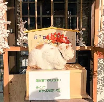 日本猫寺里住着30多只猫，竟比僧人还多，又想骗我去当和尚？ - 28