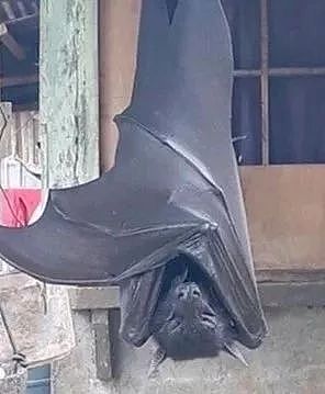 黑狗COS巨型蝙蝠，网友看呆了：快说，你跟蝙蝠侠啥关系？ - 1