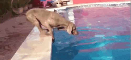 狗子下水之后发现就自己不会游泳，好尴尬呀… - 3