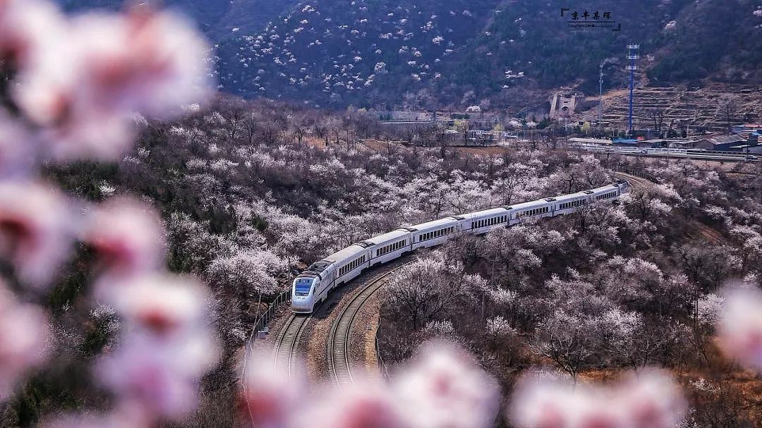何必远赴日本看樱花？北京这趟开往春天的小火车，下周发车！ - 5