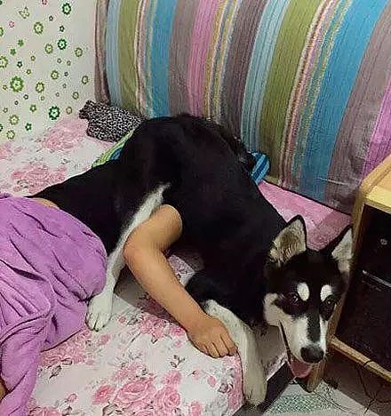 狗狗为什么喜欢睡你的床，还总拿屁股怼你？！ - 6
