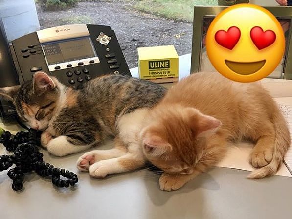 公司为提升员工士气，在办公室养了2只猫，短时间内便见成效！ - 18
