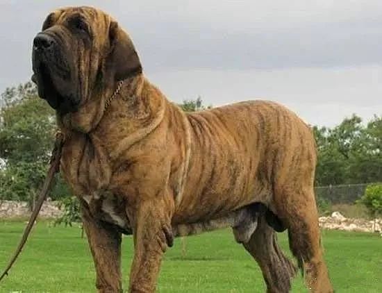世界十大最凶的狗，每个都是“洪水猛兽”！ - 4
