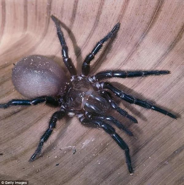 小心 |澳洲有8000种蜘蛛，但其实只有这2种能致人死亡... - 3
