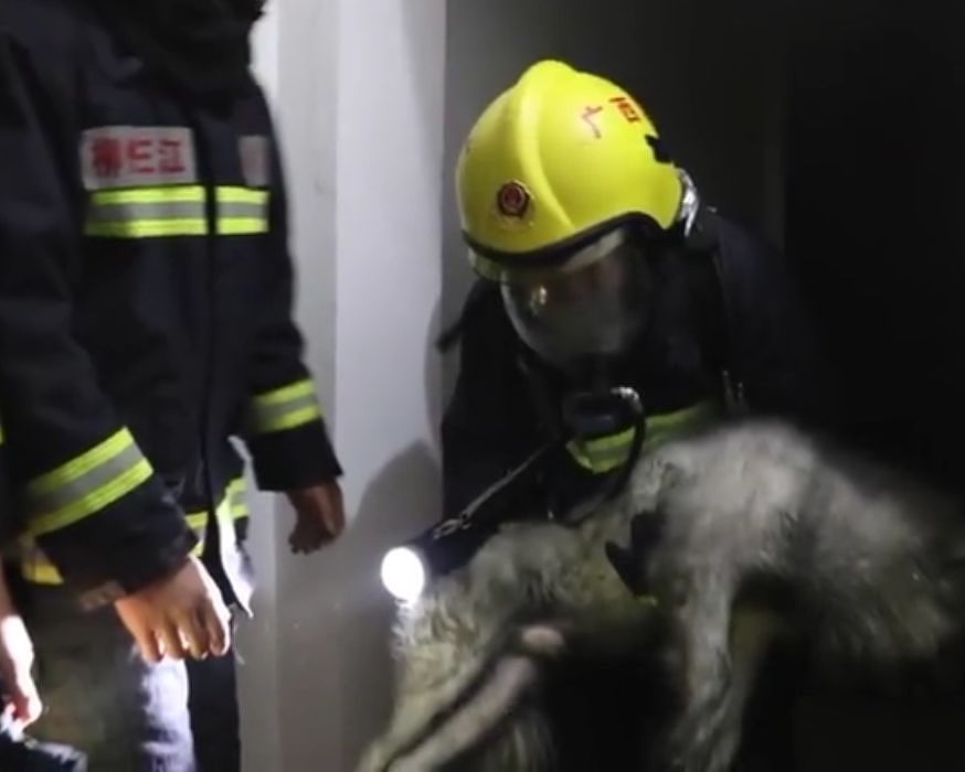 消防员火场救出小黑狗，仔细一看：原来是只萨摩耶！ - 2