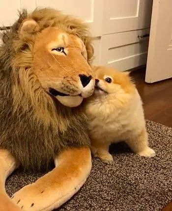 主人买了只狮子玩偶给小博美，以为它会很害怕，没想到..... - 2
