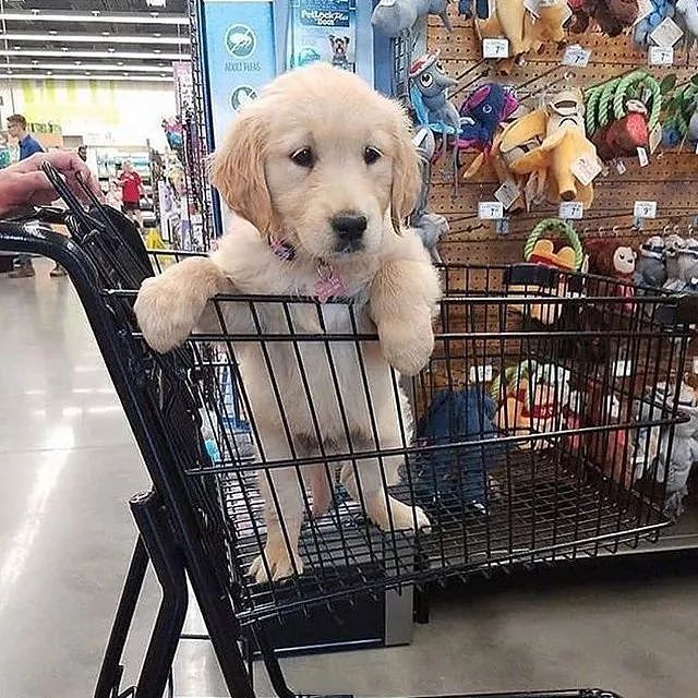 最近狗子们也爱上逛超市了，你家附近的超市允许它们进去吗？ - 3