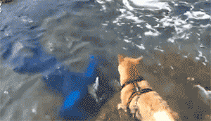 男子“溺水”，热心柴犬紧急救援，结果却…… - 2