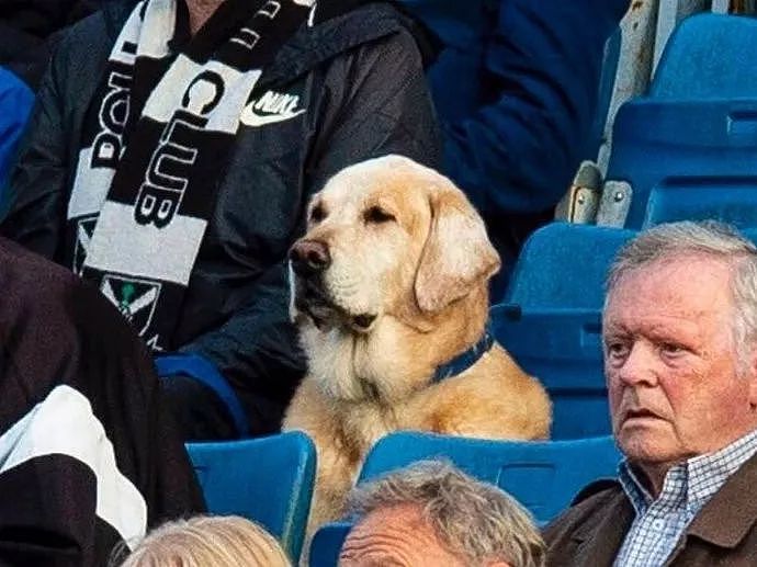 狗子看足球比赛太入戏，你们能不能赢，不行我上！ - 2