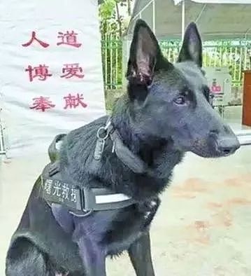 参与过汶川地震救援的最后一只搜救犬去世，“沈虎，愿你一路走好…” - 14
