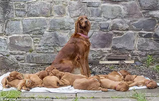 一年前狗妈妈生下的15只宝宝，今年回家陪妈妈一起过生日，超萌！ - 5